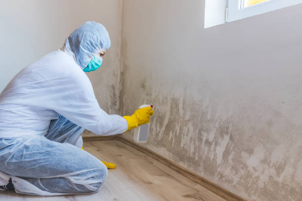 Licensed Attic Mold Removal service in Highland Park, MI - WQB Mold Removal