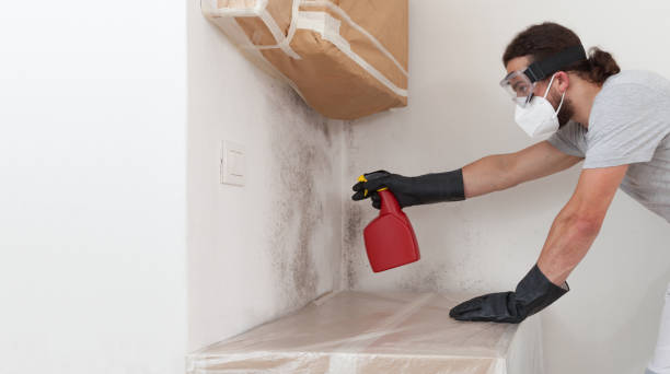 Professional Attic Mold Removal technician working in Highland Park, MI