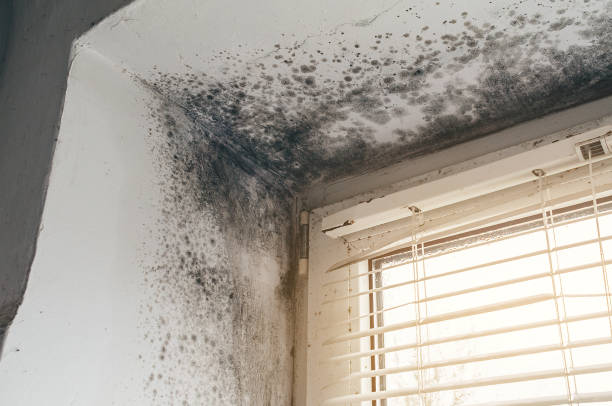 Affordable Attic Mold Removal solutions in Highland Park, MI