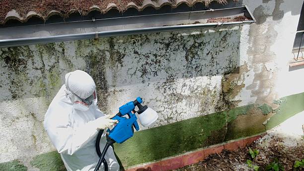 Top rated local Attic Mold Removal specialists in Highland Park, MI